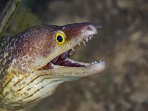 Moray Eels Prints: Purplemouth Moray Eel (Gymnothorax vicinus)