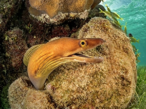 Moray Eels Prints: Purplemouth Moray Eel (Gymnothorax vicinus)