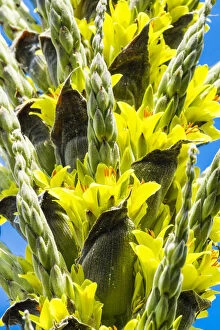 Images Dated 17th April 2018: Puya chilensis in Bloom, Huntington Botanical Gardens, San Marino, California, USA