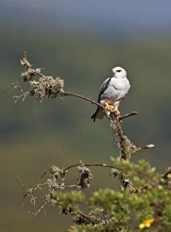 African Bird Gallery: A Pygmy falcon perches on a dead branch of St Johns wort on the moorlands of the Aberdare Mountains