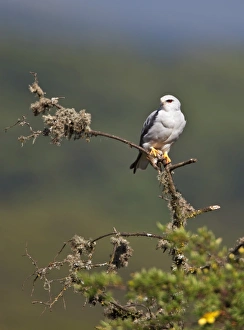 African Bird Gallery: A Pygmy falcon perches on a dead branch of St Johns wort on the moorlands of the Aberdare Mountains