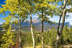 Aspens Prints: Pyramid Mountain Through Aspen Trees, Jasper National Park, Alberta, Canada