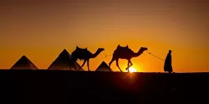 Camel Collection: Pyramids of Giza, Cairo, Egypt