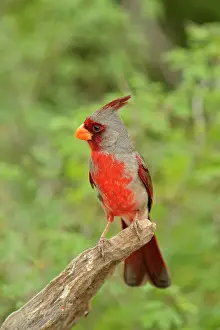 Seasonal Resident Prints: Pyrrhuloxia or Desert Cardinal (Cardinalis sinuatus) Male, Rio Grande City, Texas, USA