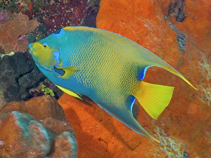 Tropical Fish Prints: Queen Angelfish (Holacanthus ciliaris), Grand Cayman, Cayman Islands, British West Indies