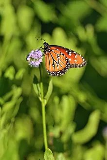 Deep South Prints: Queen butterfly (Danaus gilippus), Edinburgh Scenic Wetlands, Texas, USA