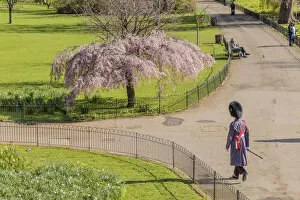Images Dated 31st March 2020: A Queens guardsman walking in St James Park London, England