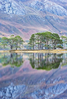 Pines Prints: Quiet evening on Loch Maree, Wester Ross, Highlands, Scotland