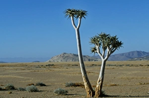 Deserted Gallery: Quiver tree