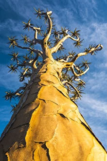 Quiver tree (Aloe dichotoma), Keetmanshoop, Namibia, Africa