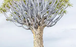 Namibian Prints: Detail of a Quiver tree (Aloidendron dichotomum)