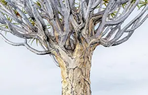 Namibian Prints: Detail of a Quiver tree (Aloidendron dichotomum)