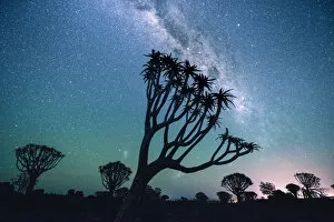 Africa Gallery: Quiver tree forest (Aloe dichotoma), Keetmanshoop, Namibia, Africa