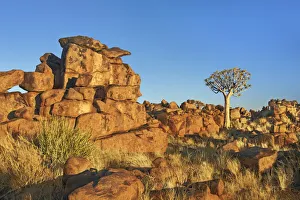 Quiver tree (Kokerboom) and bizarr rocks - Namibia, Karas, Keetmanshoop