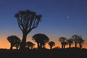 Quiver tree (Kokerboom) with moon - Namibia, Karas, Keetmanshoop