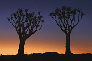 Namibia Gallery: Quiver tree (Kokerboom) with moon - Namibia, Karas, Keetmanshoop