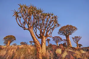Quiver tree (Kokerboom) - Namibia, Karas, Keetmanshoop, Quivertree Forest - Namib