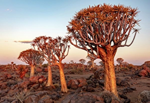 Keetmanshoop Prints: Quiver trees (Aloidendron dichotomum), Quiver tree Forest, near Keetmanshoop, Namibia