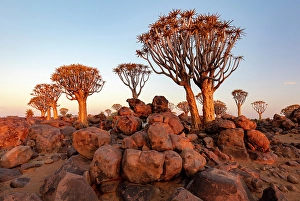 Keetmanshoop Prints: Quiver trees (Aloidendron dichotomum), Quiver tree Forest, near Keetmanshoop, Namibia