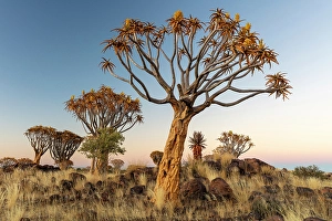 Namibia Prints: Quiver trees (Aloidendron dichotomum), Quiver tree Forest, near Keetmanshoop, Namibia
