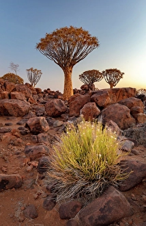 Keetmanshoop Prints: Quiver trees (Aloidendron dichotomum), Quiver tree Forest, near Keetmanshoop, Namibia