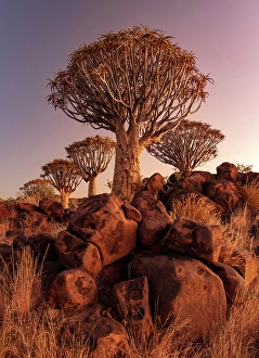 Keetmanshoop Prints: Quiver trees (Aloidendron dichotomum) at dusk
