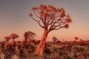 Keetmanshoop Prints: Quiver trees (Aloidendron dichotomum) at dusk
