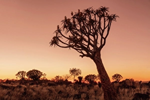 Keetmanshoop Prints: Quiver trees (Aloidendron dichotomum) at dusk