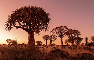 Keetmanshoop Prints: Quiver trees (Aloidendron dichotomum) at dusk