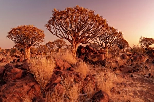 Keetmanshoop Prints: Quiver trees (Aloidendron dichotomum) at dusk