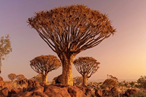 Keetmanshoop Prints: Quiver trees (Aloidendron dichotomum) at dusk