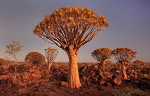 Keetmanshoop Prints: Quiver trees (Aloidendron dichotomum) at dusk