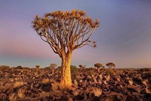 Keetmanshoop Prints: Quiver trees (Aloidendron dichotomum) at dusk