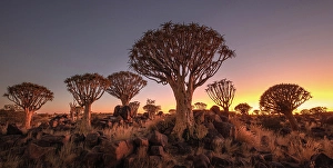 Namibia Prints: Quiver trees (Aloidendron dichotomum) at dusk