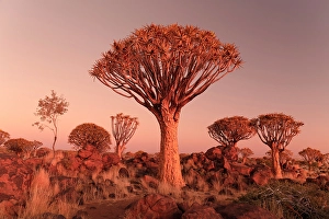 Keetmanshoop Prints: Quiver trees (Aloidendron dichotomum) at dusk