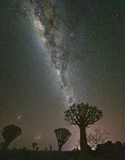 Milky Way Prints: Quiver trees (Aloidendron dichotomum) and Milky Way