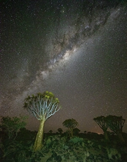 Keetmanshoop Prints: Quiver trees (Aloidendron dichotomum) and Milky Way