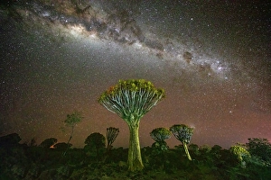 Milky Way Prints: Quiver trees (Aloidendron dichotomum) and Milky Way