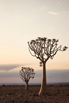 Images Dated 15th October 2021: Quiver trees at dusk in the Fish River Canyon; Namibia; Southern Africa