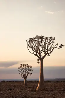 Loneliness Prints: Quiver trees at dusk in the Fish River Canyon; Namibia; Southern Africa