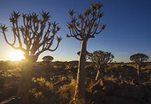 Quivertree forest, Southern Namibia, Africa. Aloe in bloom