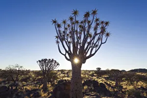 Namibian Prints: Quivertree forest, Southern Namibia, Africa. Aloe in bloom