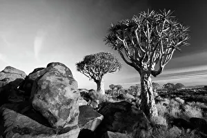 Keetmanshoop Prints: Quivertrees (Aloidendron dichotomum) at dusk