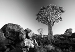 Keetmanshoop Prints: Quivertrees (Aloidendron dichotomum) at dusk