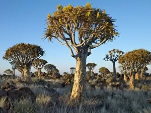 Namibia Gallery: Quivertrees in a forest, close to the Southern Kalahari