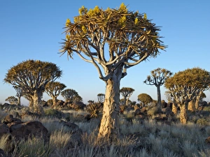 Images Dated 2nd July 2006: Quivertrees in a forest, close to the Southern Kalahari