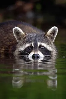 Foraging Prints: A raccoon foraging for crayfish in Sharbot Lake, Ontario, Canada