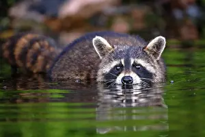 Foraging Prints: A raccoon foraging for crayfish in Sharbot Lake, Ontario, Canada