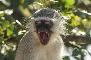 Smile Gallery: Radiant smile of a green cercopithecus from on high of a plant of the Kruger NP in