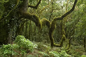 Rain Forest, Garajonay, La Gomera, Canary Islands, Spain
